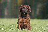 BRIARD 161